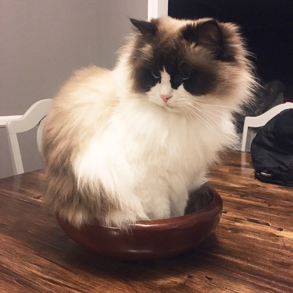 Meet your Posh Ambassador, Maddison! - Picture 4 of 7